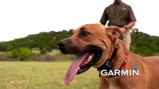 Garmin - Training with an e Collar