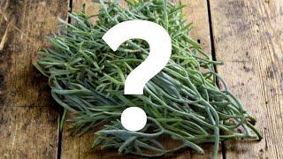 What is Samphire?