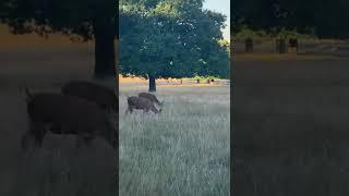 London England United Kingdom UK  Royal Richmond Park Animals Wildlife Deer  Summer 2022 