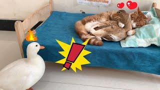 So funny! The male duck caught the female duck having an affair with the cat, and he was very angry!