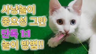 고양이 단독 사냥놀이 중요성 말고 방법 (고양이들 성격별 사냥 패턴)