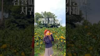 감귤따기 체험 가능한 감성적인 서귀포 카페 #제주카페#제주도카페#서귀포카페#제주여행#제주가볼만한곳#제주도여행#제주도가볼만한곳#서귀포여행#jeju