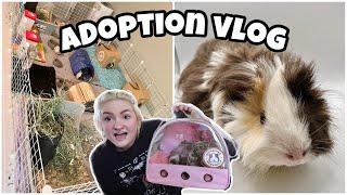 adopting a new pig, herd bonding, + upgrading cage! | GUINEA PIG VLOG |