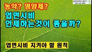 엽면시비는 언제하는게 좋을까요? 아침? 저녁? 새벽에는?