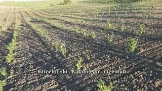 Walnut orchard in Ukraine. Сад фундука и ореха в Украине.