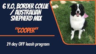 BORDER COLLIE - AUSSIE MIX / DOG TRAINING