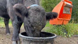 How to Tame a Belted Galloway Cow | Belted Galloway Homestead