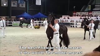 The best Friesian horse mares of the world! And a lot more at the Central Inspection.