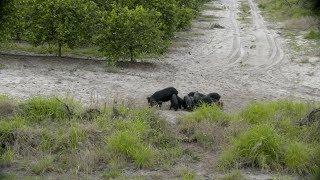 Hunting Florida Hogs!