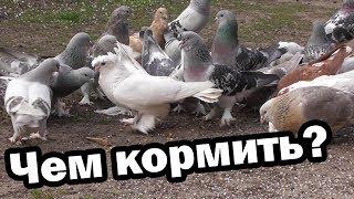 Можно ли кормить голубей комбикормом!?