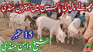 Sheikhwan Mandi Zero Size Cholistani Gulabi Nukre Brahman Bachre Update| Sheikh Wahan Cow Mandi 2024