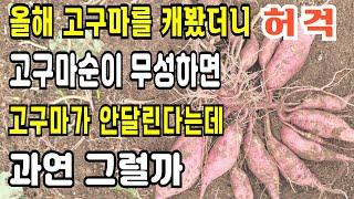 고구마줄기가 무성하면 고구마가 안달린다는데 과연 그럴까요 올해 고구마를 캐보면서 느낀점