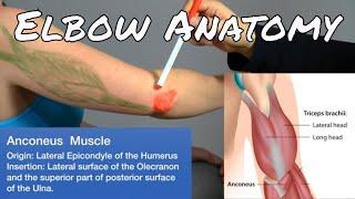 Anatomy of the Elbow - Motion Specific Release