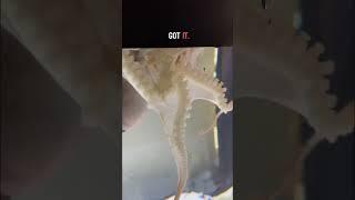 Giving my octopus some help opening his food jar