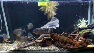 Piranhas vs Freshwater Ir. Shark: LIVE Feeding Frenzy