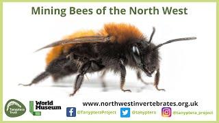 Mining Bees of North West England