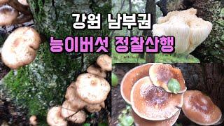 강원 남부권 능이버섯 900에서 1,000고지 정찰산행, 고산의 안개비로 이틀간 우중산행️