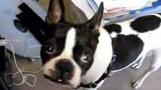 Funny Boston Terrier - Dudley