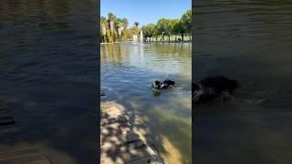 撚狗日記13邊牧游泳！Dog Walking Diary 13  Border Collie swimming!