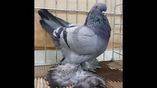 king kabutar video  pigeon videos ️‍#shorts #viral #trending #shortvideo