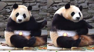 8.6 Fu Bao Playful Moments with Ice Cake #panda #fubao #푸바오 #fyp #viral #playful #cute  #pandalover