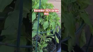 December Garden Vlog  #shorts #shortvideo #garden #gardening #farming