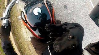 BIKERS ARE NICE | Bikers Helping People & Animals | [Ep.#10]