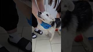 Израненное сердце | Полкан #приют #омскиехвостики #животные #собака #помощь #спасение #добрыедела