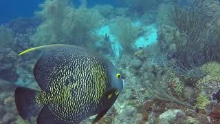 Diving in Curacao with the Dive Bus Dive Shop