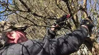 Seattle Arborist & Professional Tree & Shrub Pruning Service by Chip Kennaugh