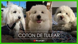 Coton de Tulear: The Dog You Need to Know