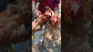Desi Chicken #chicken #desichiken #cooking