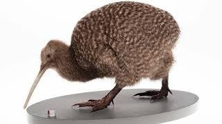 Amaze-wing Facts About The Great Spotted Kiwi For Kids