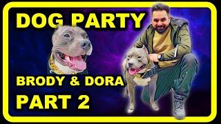 Dog Party pe Brody ki Fight hone Wali thi  Dora and Brody@NagiVlogss  | Dog Fight | Harpreet SDC