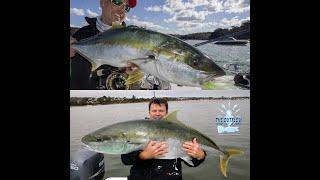 Yellowtail Kingfish In Australia: The big picture and hard questions!