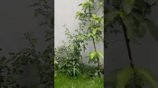 rizwan vlogs