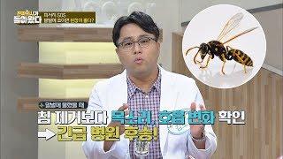 [휴가철 피서지 SOS] 말벌에 쏘이면 된장이 답(?!) 진짜 의사가 돌아왔다 13회