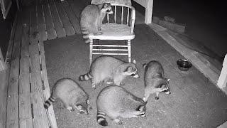 The Fuzzy 5 Raccoon Family | Nocturnal Nuggets Sept 10