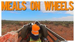 Harvesting Camel for Pet food; Getting the Camel