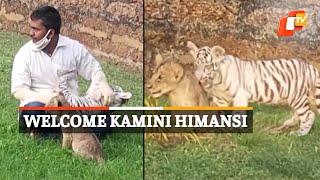 Meet Kamini & Himansi - Lion And Tiger Cubs At Nandankanan Zoo In Bhubaneswar | OTV News