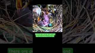 There are ants in the nest, and they are crawling on the bird. #birds