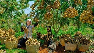 Harvest Super Fruitful Longan Goes To Market Sell, Build A Water Storage Basin For Fruit Trees.