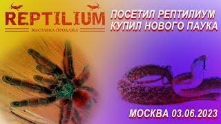 REPTILIUM 03.06.2023 МОСКВА. Выставка-продажа террариумных животных. Купил себе нового паучка.