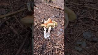 Boletus edulis, Porcino, Steinpilze #shorts #new #trending #foryou #nature #forest #wood #mushroom