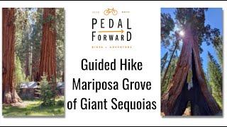 Mariposa Grove of Giant Sequoias Guided Hike - Pedal Forward Bikes & Adventure