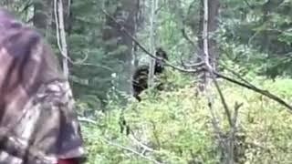 Elk Hunters Encounter Bigfoot - STABLE ZOOM