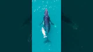 Ningaloo Whales