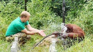 Директор устроил БАННЫЙ ДЕНЬ для ОРАНГУТАНА! Дана НАСЛАЖДАЕТСЯ водичкой в жаркий день!  Тайган