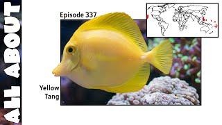 Yellow Tang | All About Documentary Series