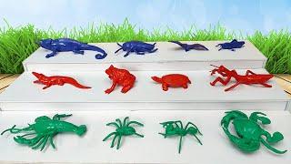 Surprise Creatures from Treasure Box | Grasshopper, Spider, Crocodile, Bat, Frog, Tortoise, Crab